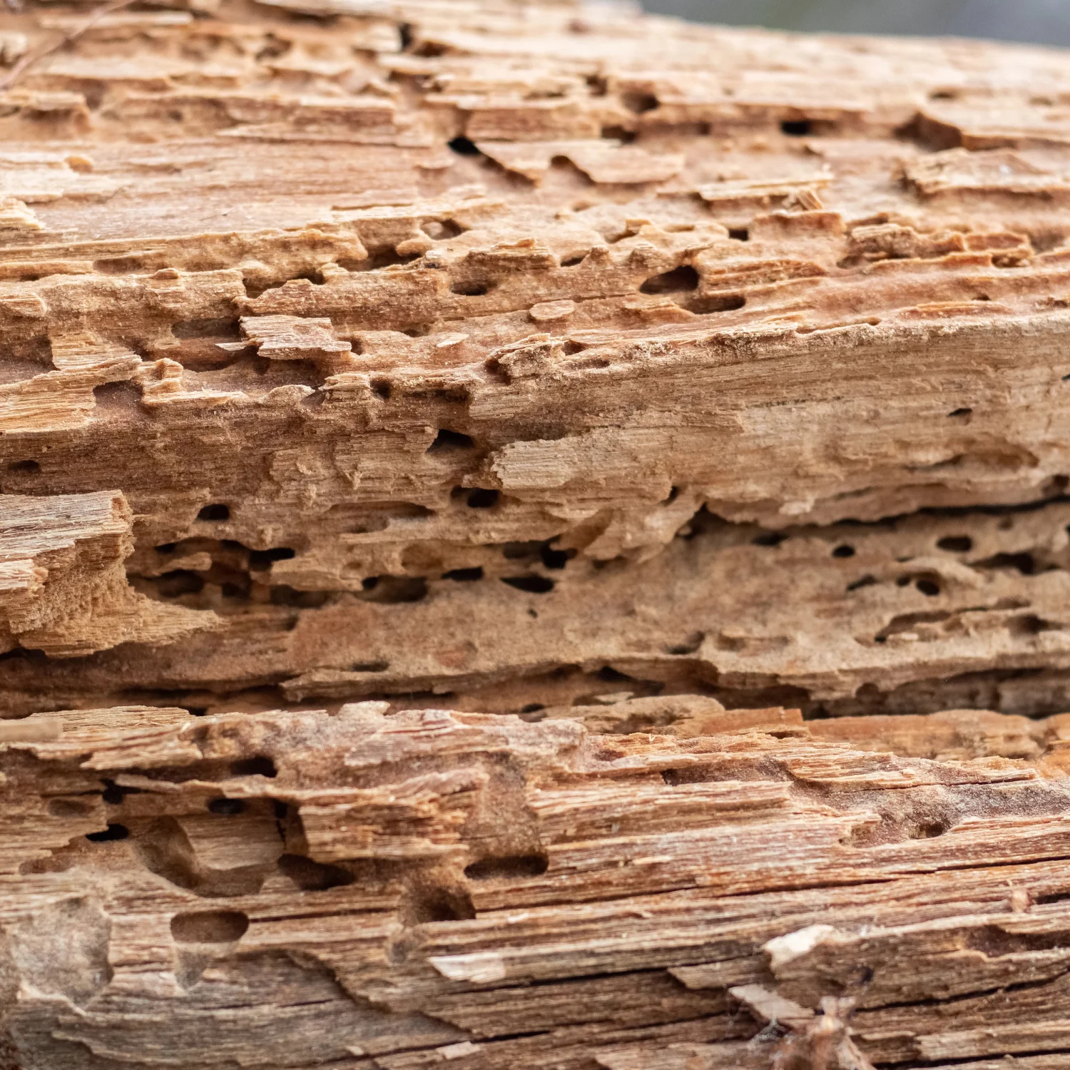 Houtworm bestrijding