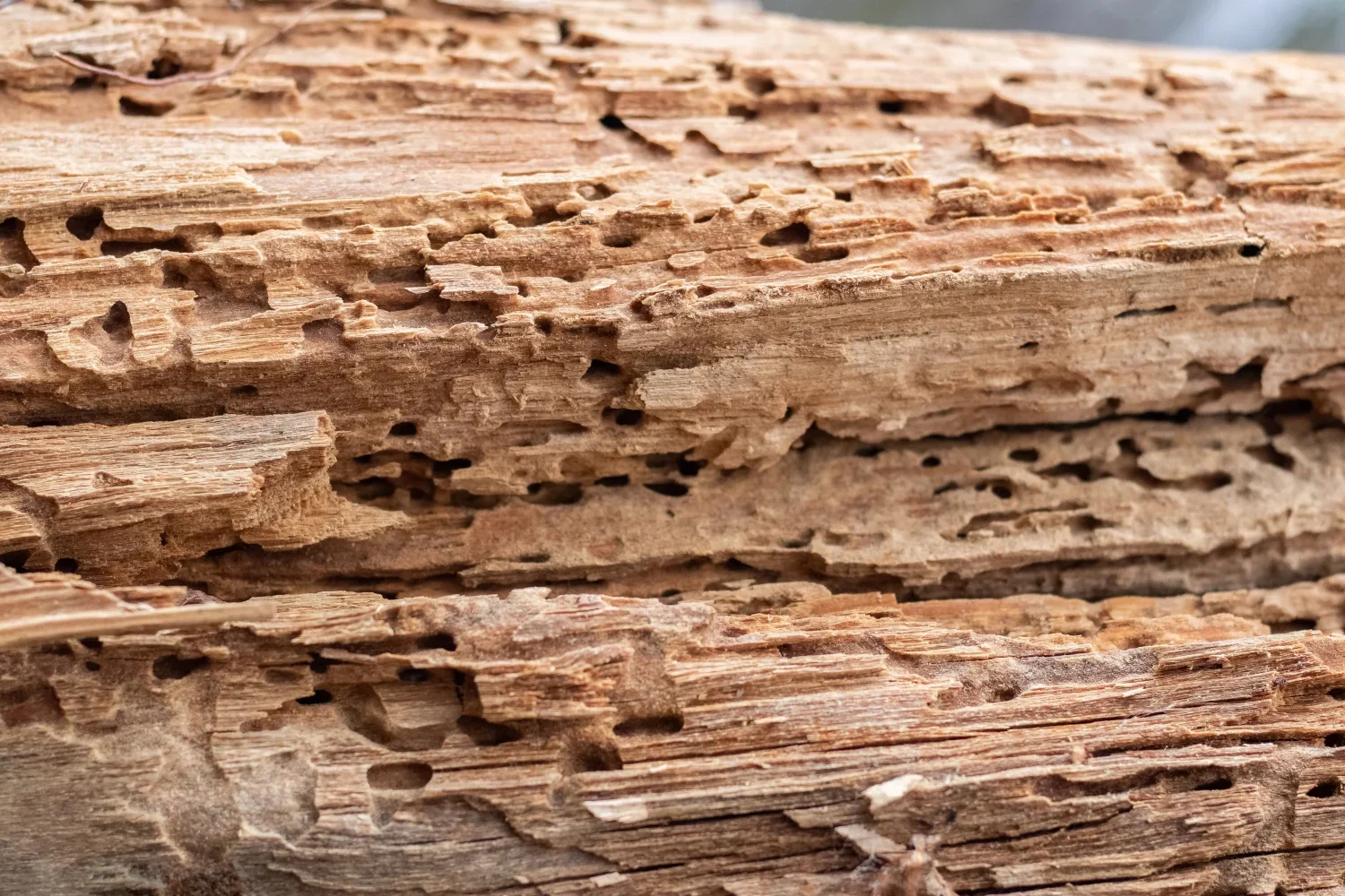 Houtworm bestrijding